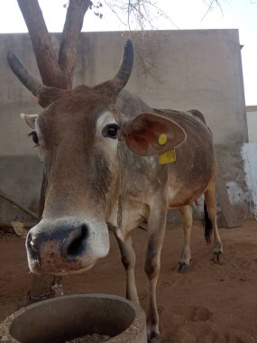 Güzel inek, Rajasthan, Hindistan 