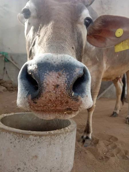 Beautiful Cow Rajasthan India — 图库照片
