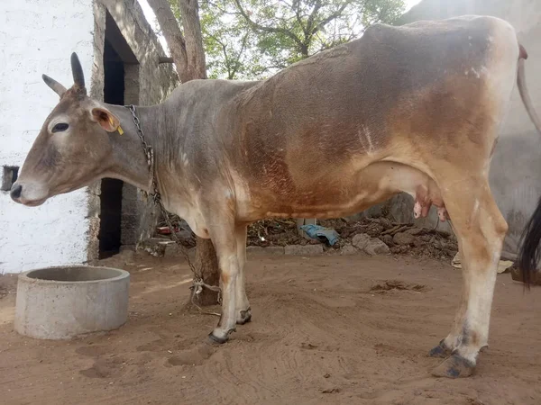 Güzel inek, Rajasthan, Hindistan 