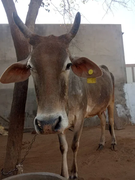 Beautiful Cow Rajasthan India — 图库照片