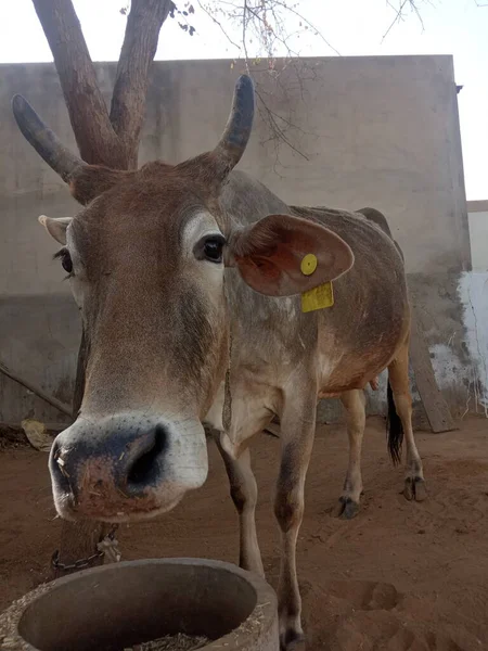 Güzel inek, Rajasthan, Hindistan 