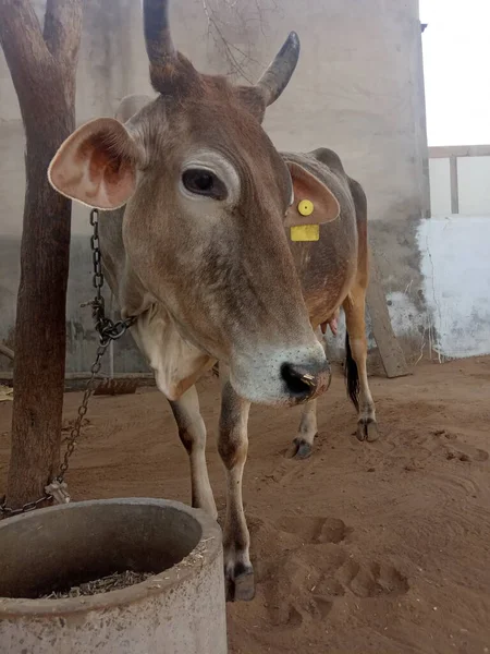 Güzel inek, Rajasthan, Hindistan 