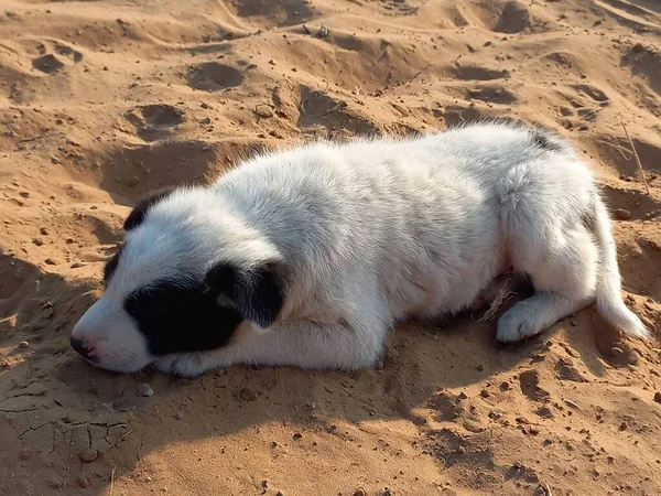 Puppy Enjoying Sand Rajasthan India — Stock Photo, Image