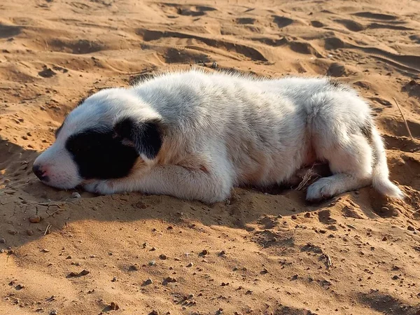 Puppy Enjoying Sand Rajasthan India — Stock Photo, Image