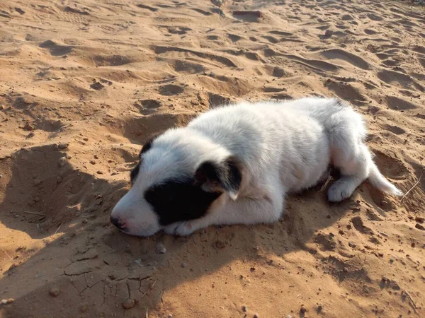 Filhote Cachorro Está Desfrutando Com Areia Rajasthan Índia — Fotografia de Stock