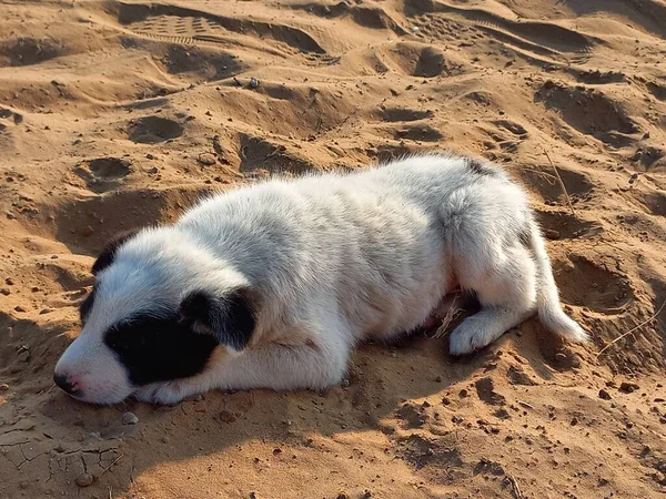 Filhote Cachorro Está Desfrutando Com Areia Rajasthan Índia — Fotografia de Stock