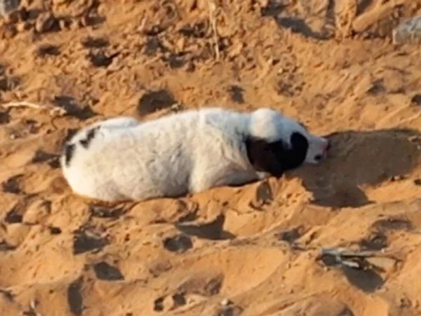 Yavru Köpek Kum Rajasthan Hindistan Ile Eğleniyor — Stok fotoğraf