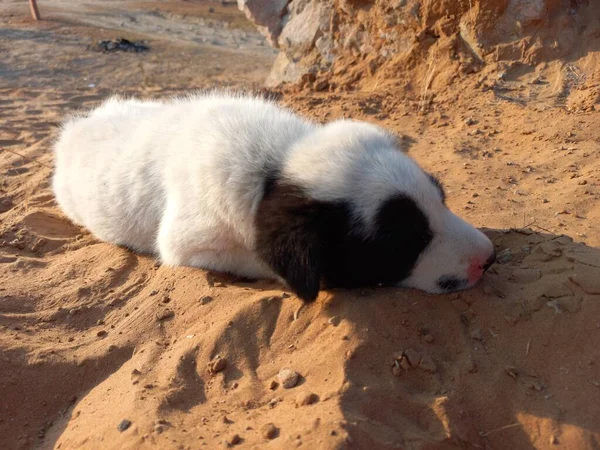 Filhote Cachorro Está Desfrutando Com Areia Rajasthan Índia — Fotografia de Stock