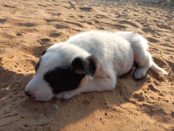 Filhote Cachorro Está Desfrutando Com Areia Rajasthan Índia — Fotografia de Stock