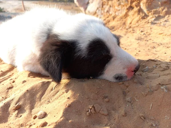 Filhote Cachorro Está Desfrutando Com Areia Rajasthan Índia — Fotografia de Stock