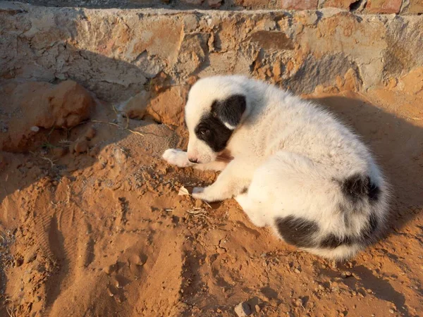 Κουτάβι Απολαμβάνει Άμμο Rajasthan Ινδία — Φωτογραφία Αρχείου