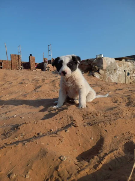 Filhote Cachorro Está Desfrutando Com Areia Rajasthan Índia — Fotografia de Stock