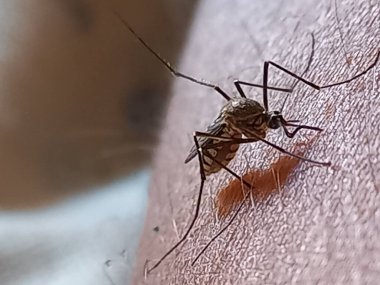 Sivrisinek kan emiyor, Hindistan. 