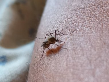 Sivrisinek kan emiyor, Hindistan. 