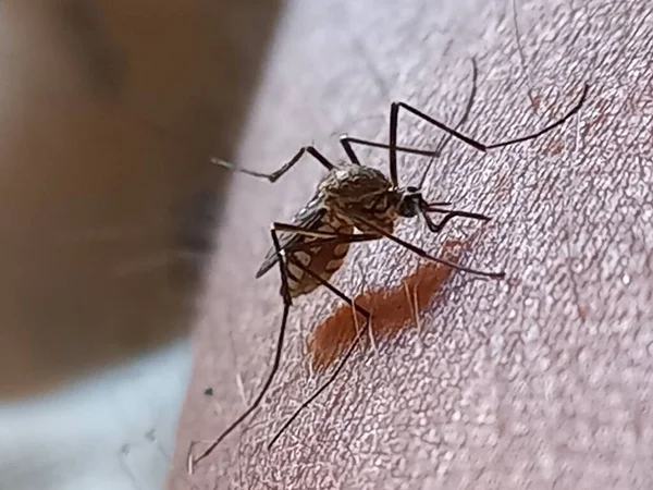 Sivrisinek kan emiyor, Hindistan. 