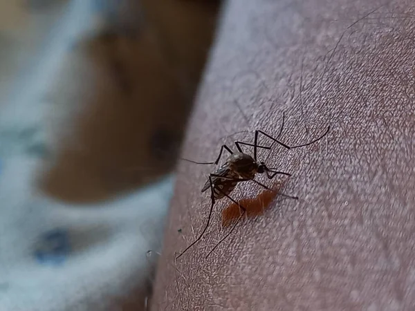 Sivrisinek kan emiyor, Hindistan. 