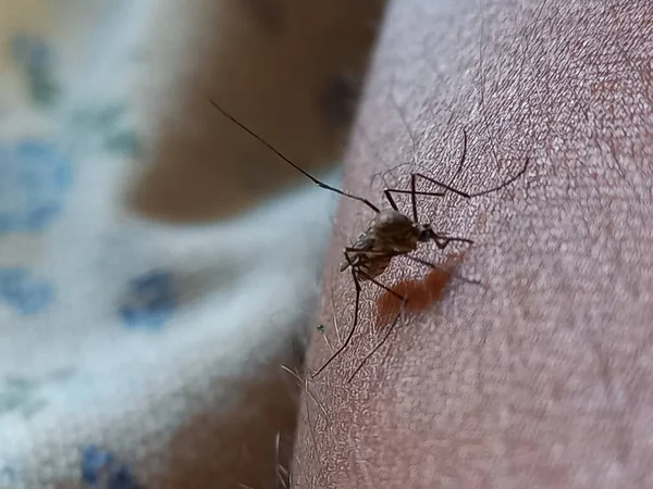 Sivrisinek kan emiyor, Hindistan. 