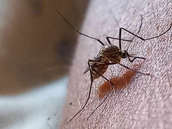 Sivrisinek kan emiyor, Hindistan. 