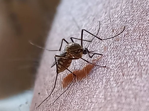 Nyamuk Mengisap Darah India Stok Foto Bebas Royalti