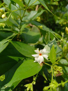 Bitki adı Parijat, harsingar, rajasthan, Hindistan 