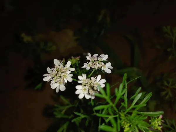 Plant Name Dhaniya Coriander — Stock Photo, Image