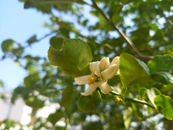 Название Растения Леом Нимбу — стоковое фото