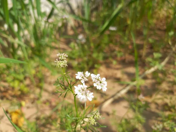 Название Растения Dhaniya Coriander — стоковое фото