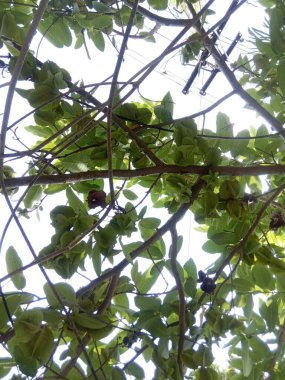 Bitki adı Arjuna, Terminalia Arjuna 