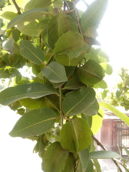 Nombre Planta Arjuna Terminalia Arjuna — Foto de Stock