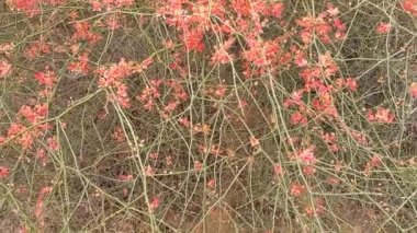 Bitki adı ker, kair, teent, rajasthan, Hindistan