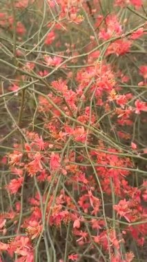 Bitki adı ker, kair, teent, rajasthan, Hindistan