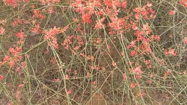 Ονομασία Του Φυτού Είναι Ker Kair Teent Rajasthan Ινδία — Αρχείο Βίντεο