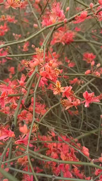 Nome Planta Ker Kair Adolescente Rajasthan Índia — Vídeo de Stock