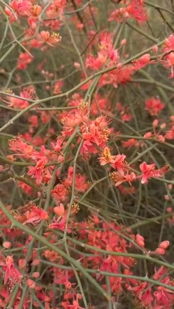 Nome Planta Ker Kair Adolescente Rajasthan Índia — Vídeo de Stock