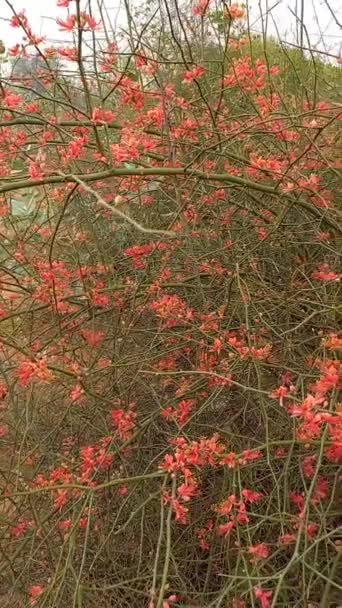 Ονομασία Του Φυτού Είναι Ker Kair Teent Rajasthan Ινδία — Αρχείο Βίντεο