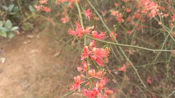 Nome Planta Ker Kair Adolescente Rajasthan Índia — Vídeo de Stock