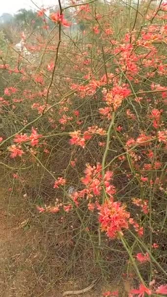 Nome Planta Ker Kair Adolescente Rajasthan Índia — Vídeo de Stock