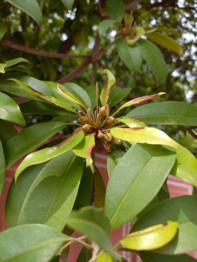Bitki adı Chiku Bitkisi, sapodilla eriği.