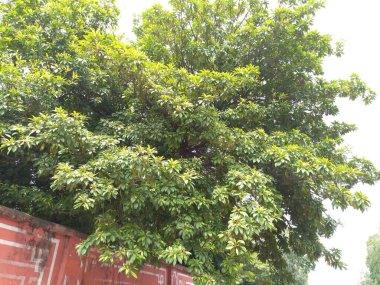 Bitki adı Chiku Bitkisi, sapodilla eriği.