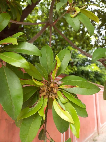 Nama Tanaman Adalah Tanaman Chiku Prem Sapodilla — Stok Foto