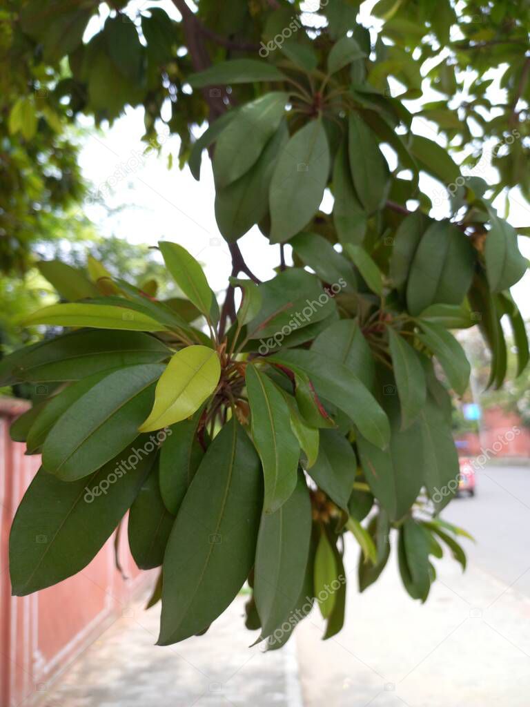 Plant name is chiku plant,  sapodilla plum