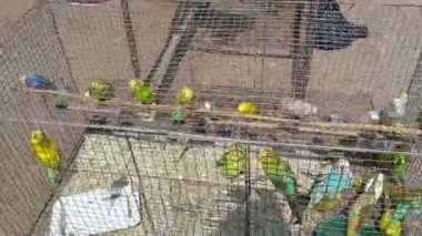 Papağan bir kafese hapsedildi, Jaipur, Rajasthan, Hindistan 