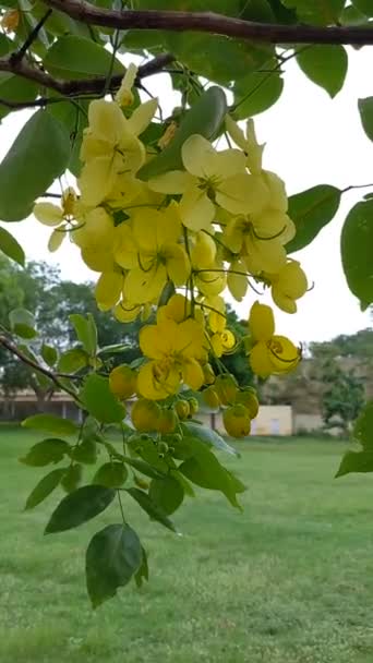 Plantennaam Amaltas Gouden Douche Bloemen India — Stockvideo