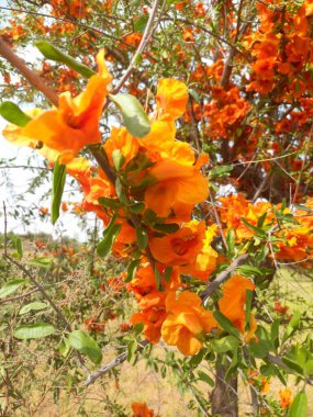 Takma adı Rohida, Rohira, Rajasthan, Hindistan. 