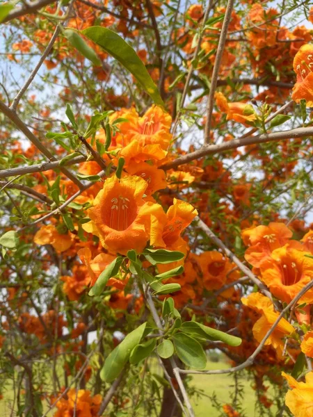 Plant Name Rohida Rohira Rajasthan India — Stock Photo, Image