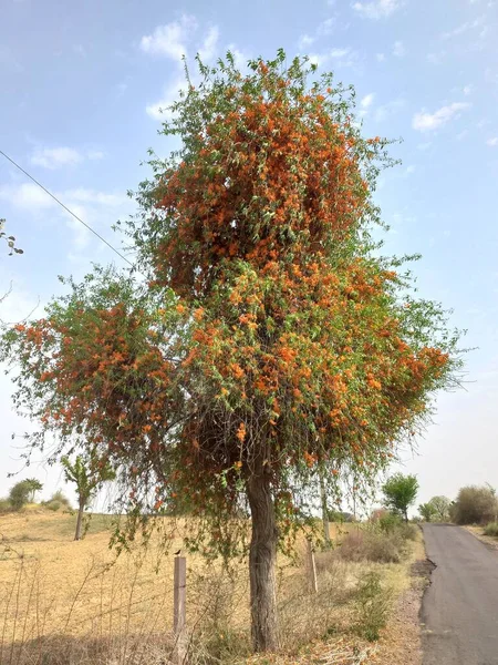 植物名はロヒダ ロヒラ ラジャスタン州 インド — ストック写真