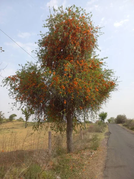 Φυτό Ονομάζεται Ροχίντα Ροχίρα Ρατζαστάν Ινδία — Φωτογραφία Αρχείου