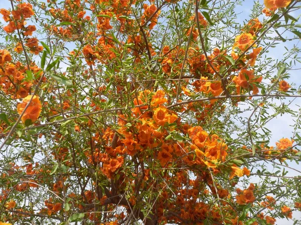 Takma adı Rohida, Rohira, Rajasthan, Hindistan. 