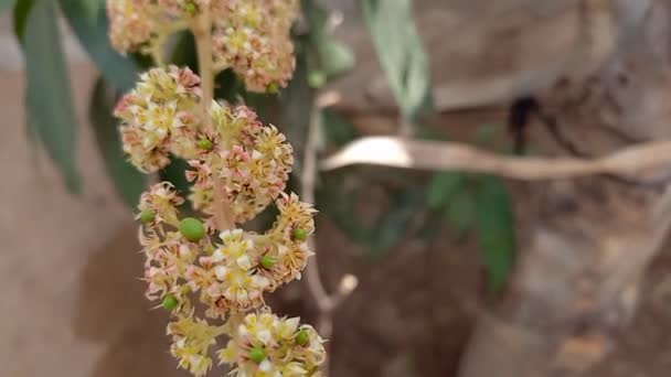 Bitki Adı Mango Mango Çiçekleri — Stok video