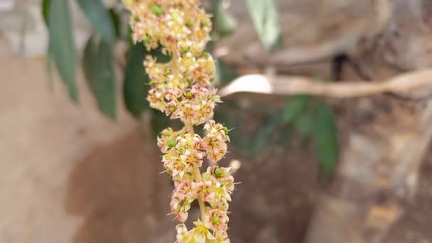 Nombre Planta Mango Flores Mango — Vídeos de Stock